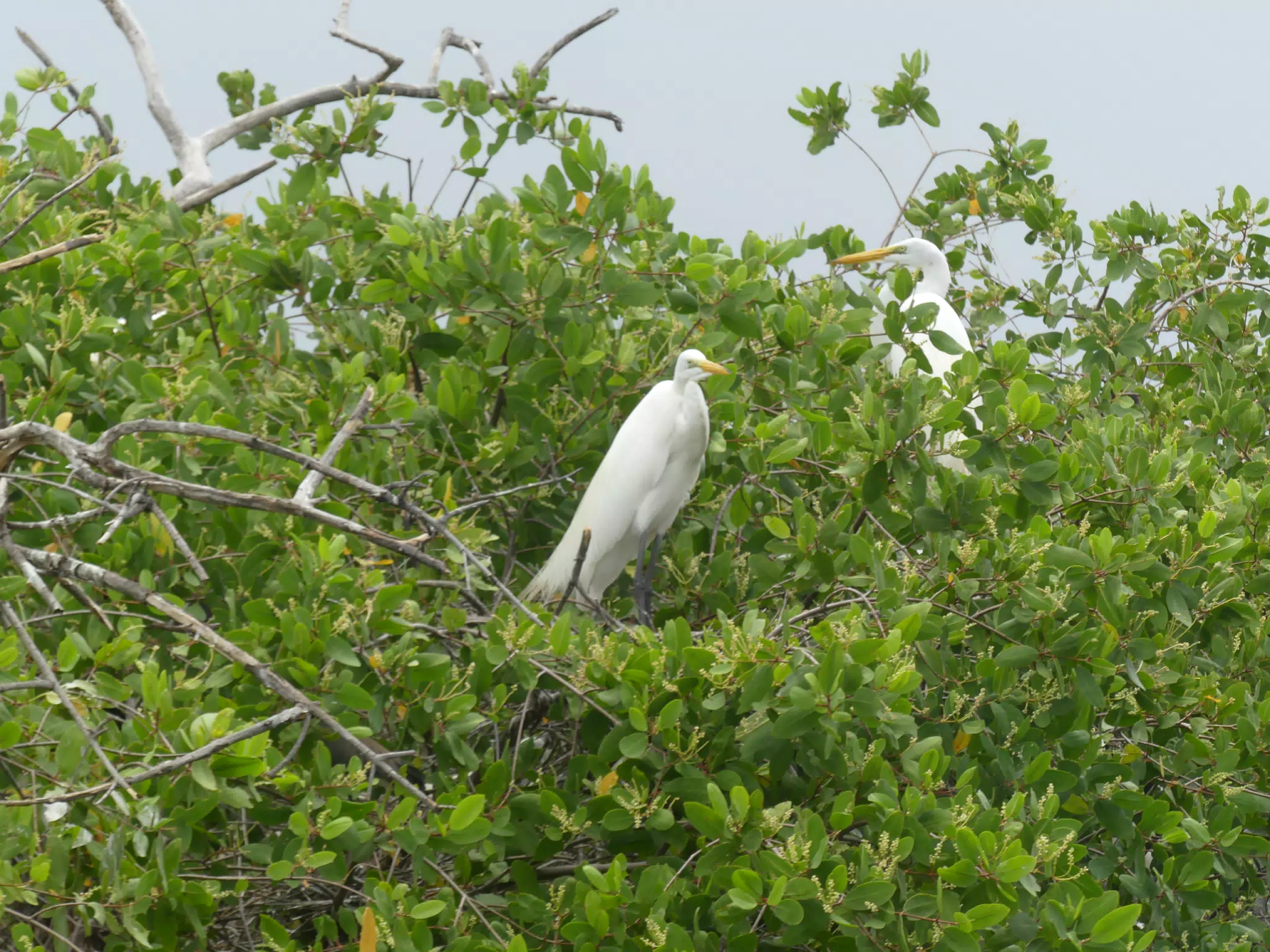 Egrets on San Juan Venado Estuary