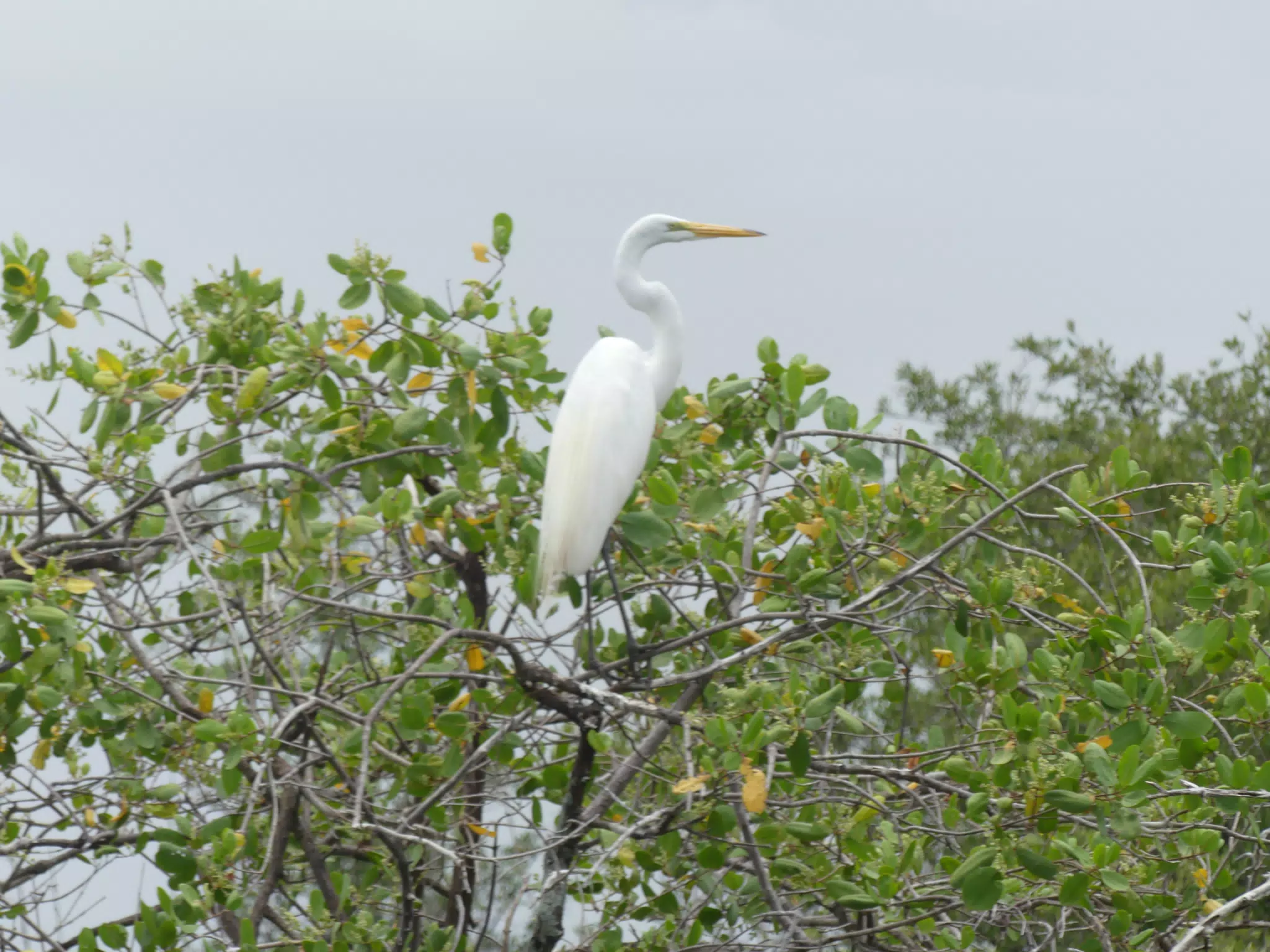 Egrets on San Juan Venado Estuary