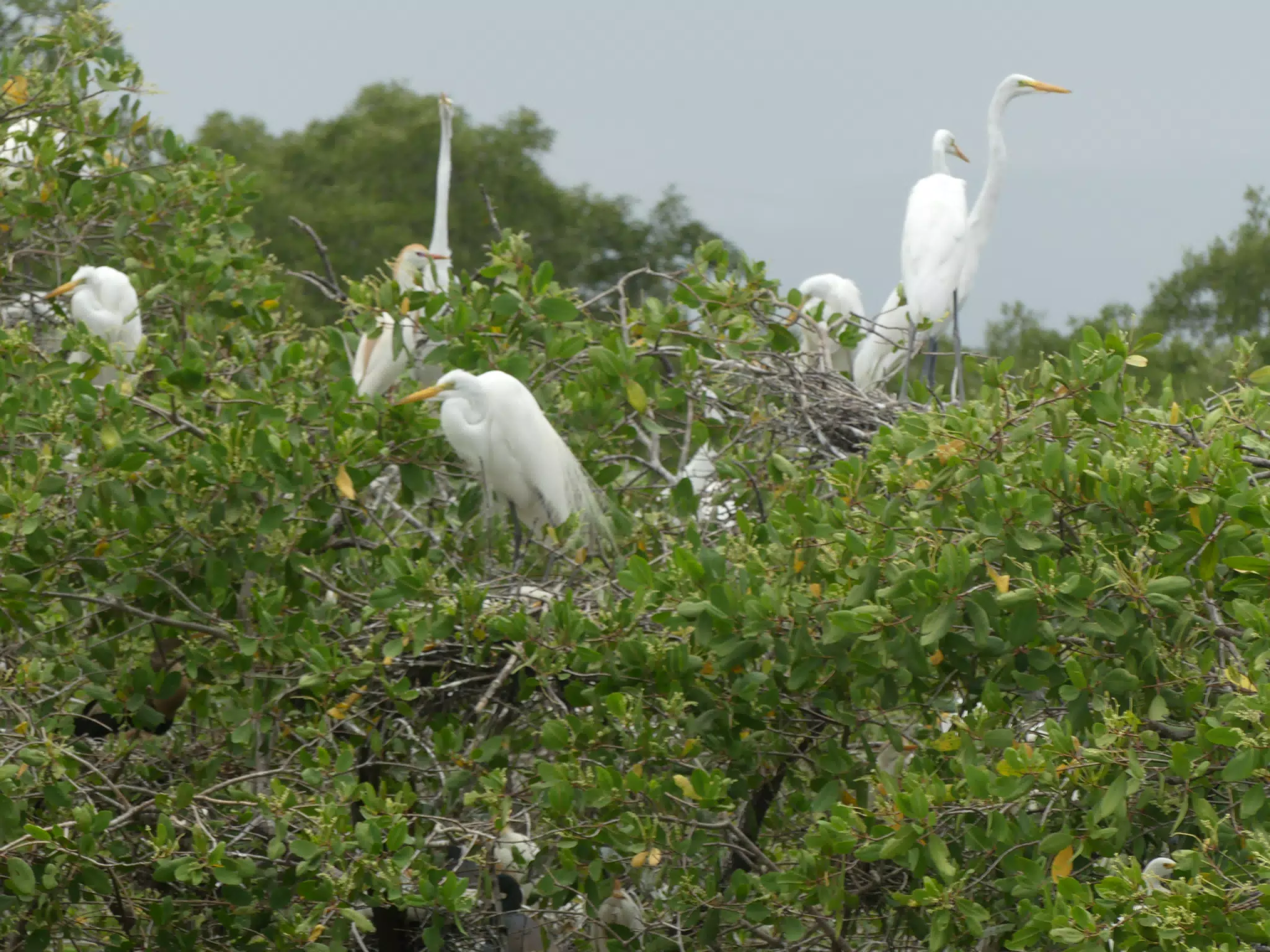 Egrets on San Juan Venado Estuary