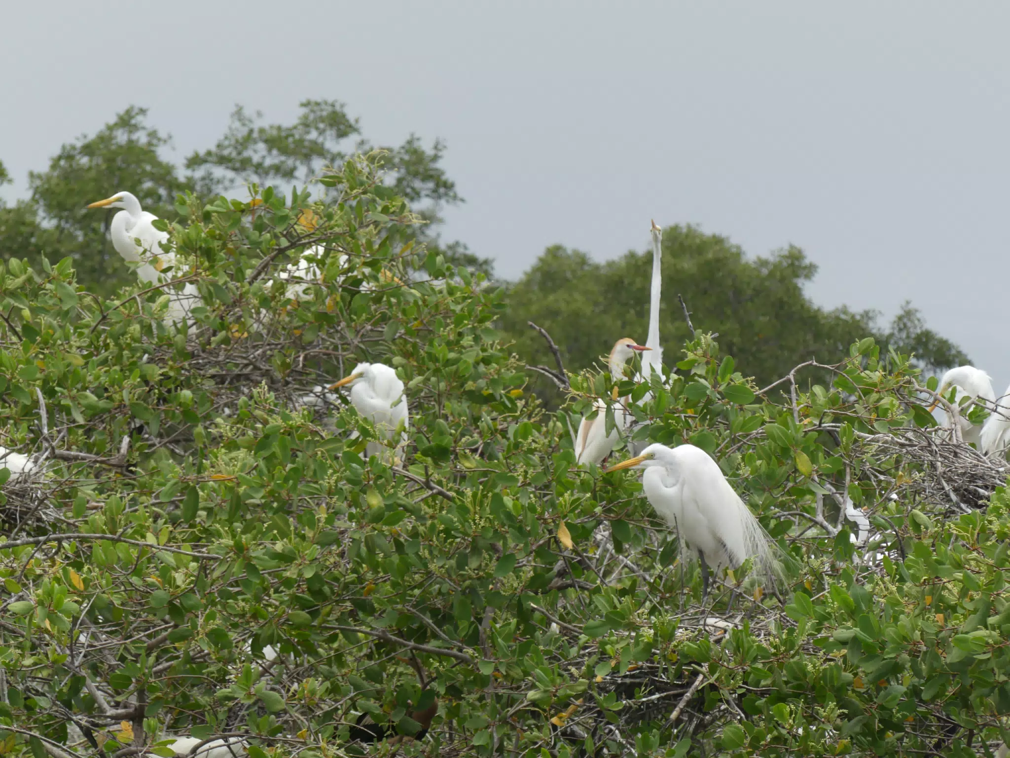 Egrets on San Juan Venado Estuary