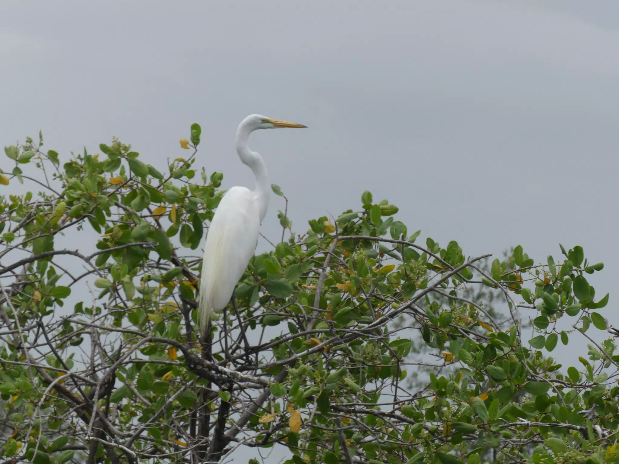 Egrets on San Juan Venado Estuary