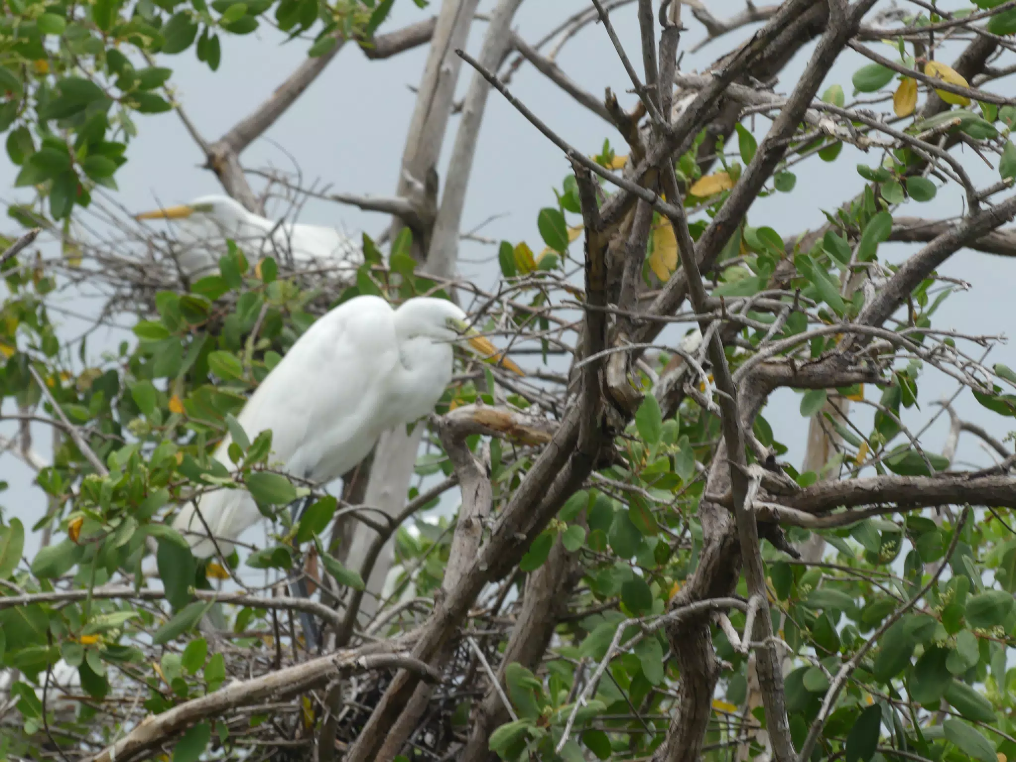 Egrets on San Juan Venado Estuary