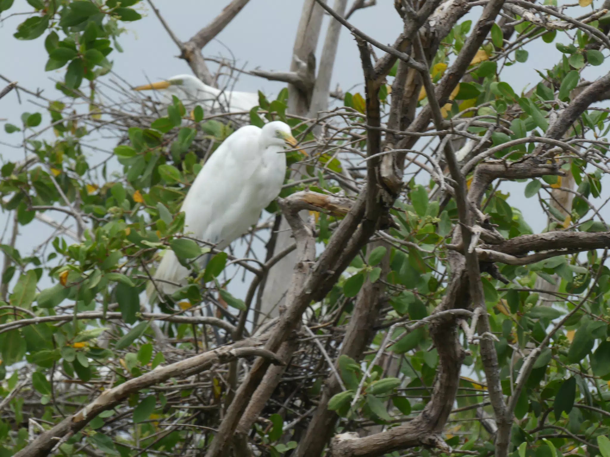Egrets on San Juan Venado Estuary