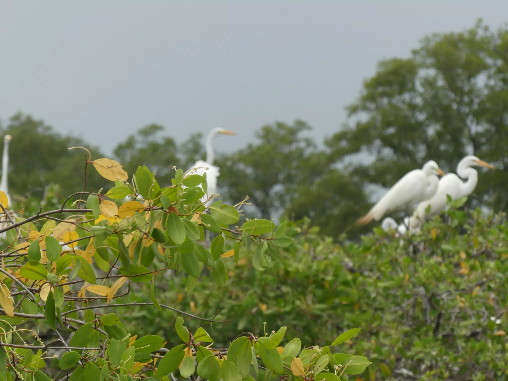 Egrets on San Juan Venado Estuary