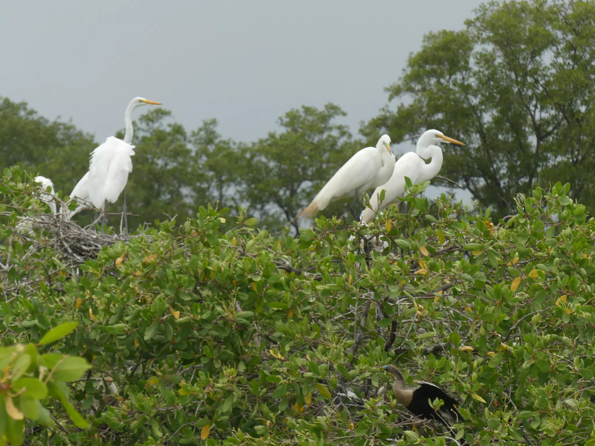 Egrets on San Juan Venado Estuary