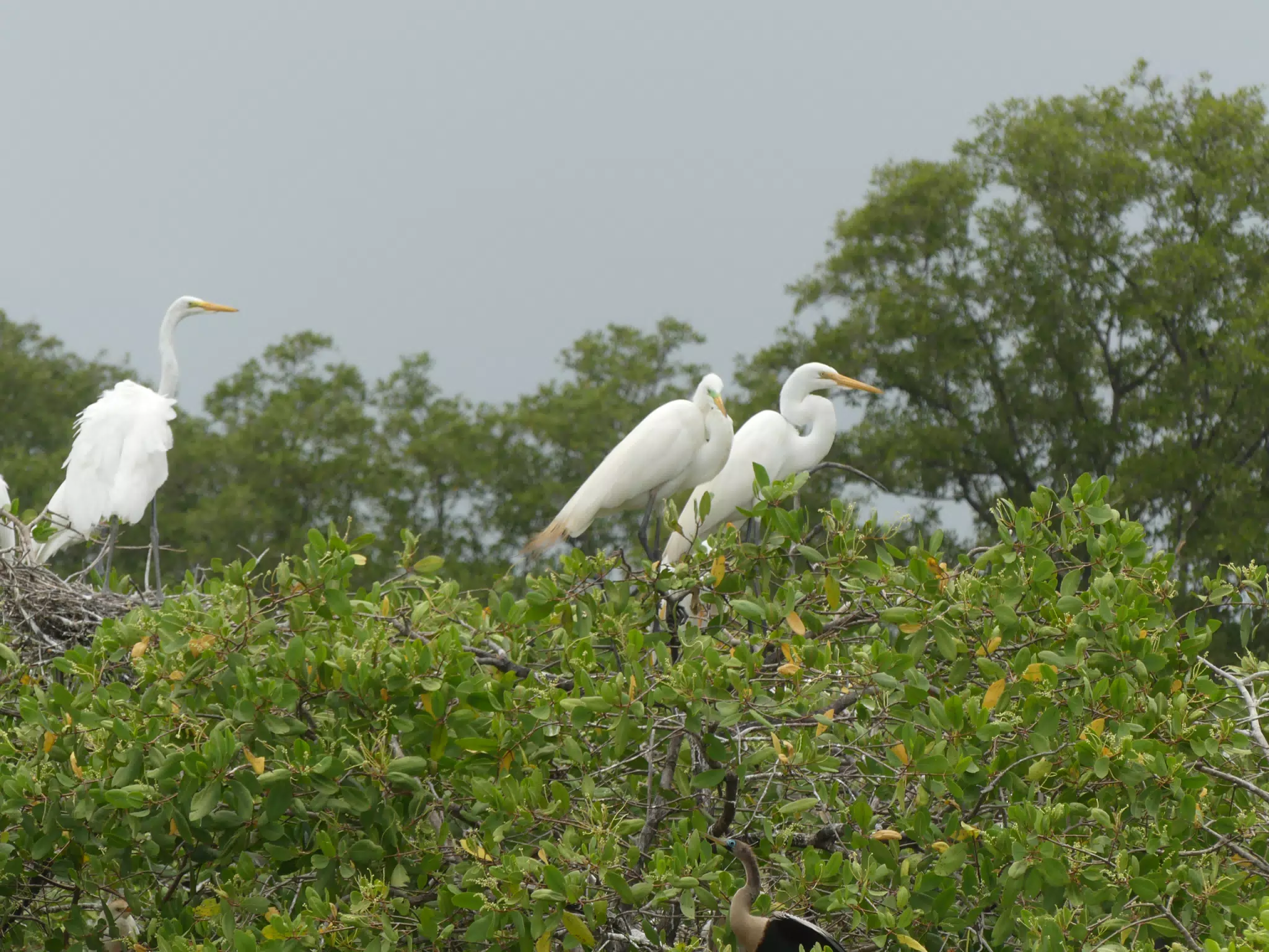 Egrets on San Juan Venado Estuary