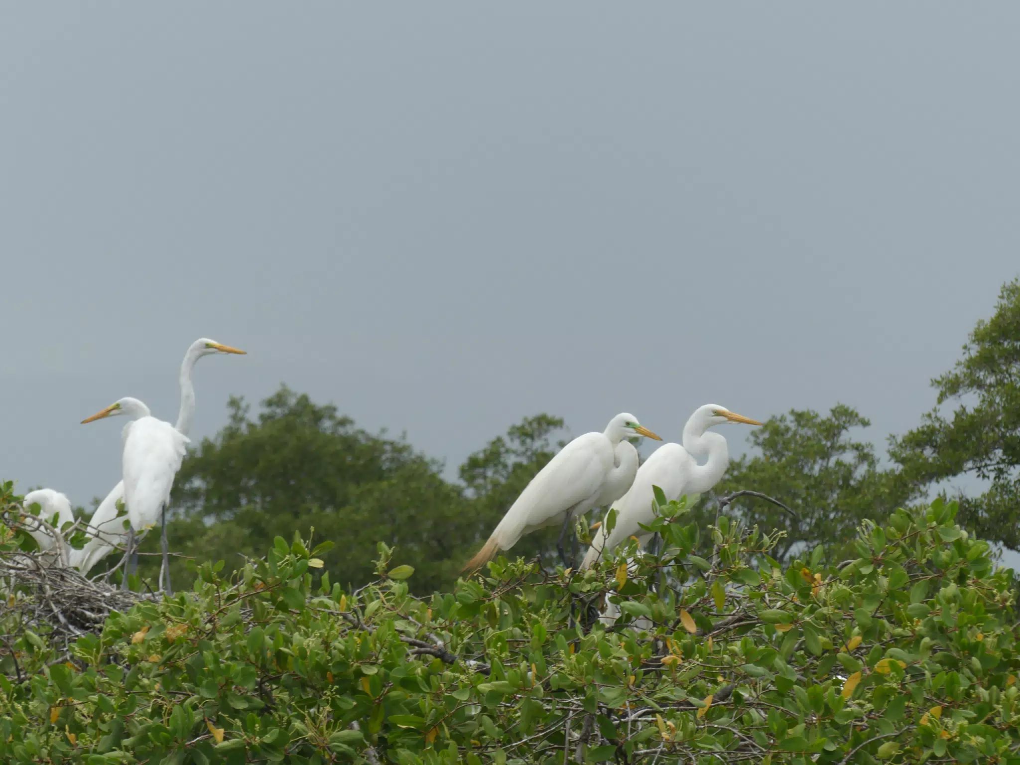 Egrets on San Juan Venado Estuary