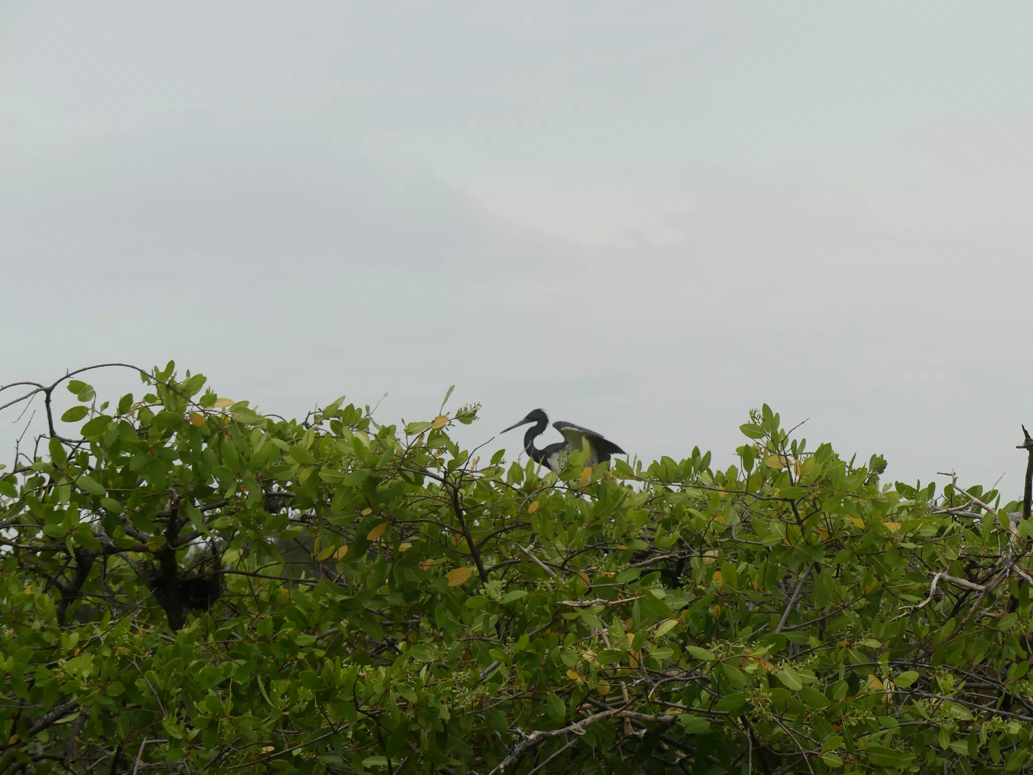 Photographing Egrets at San Juan Venado