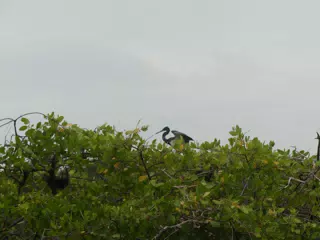 Photographing Egrets at San Juan Venado