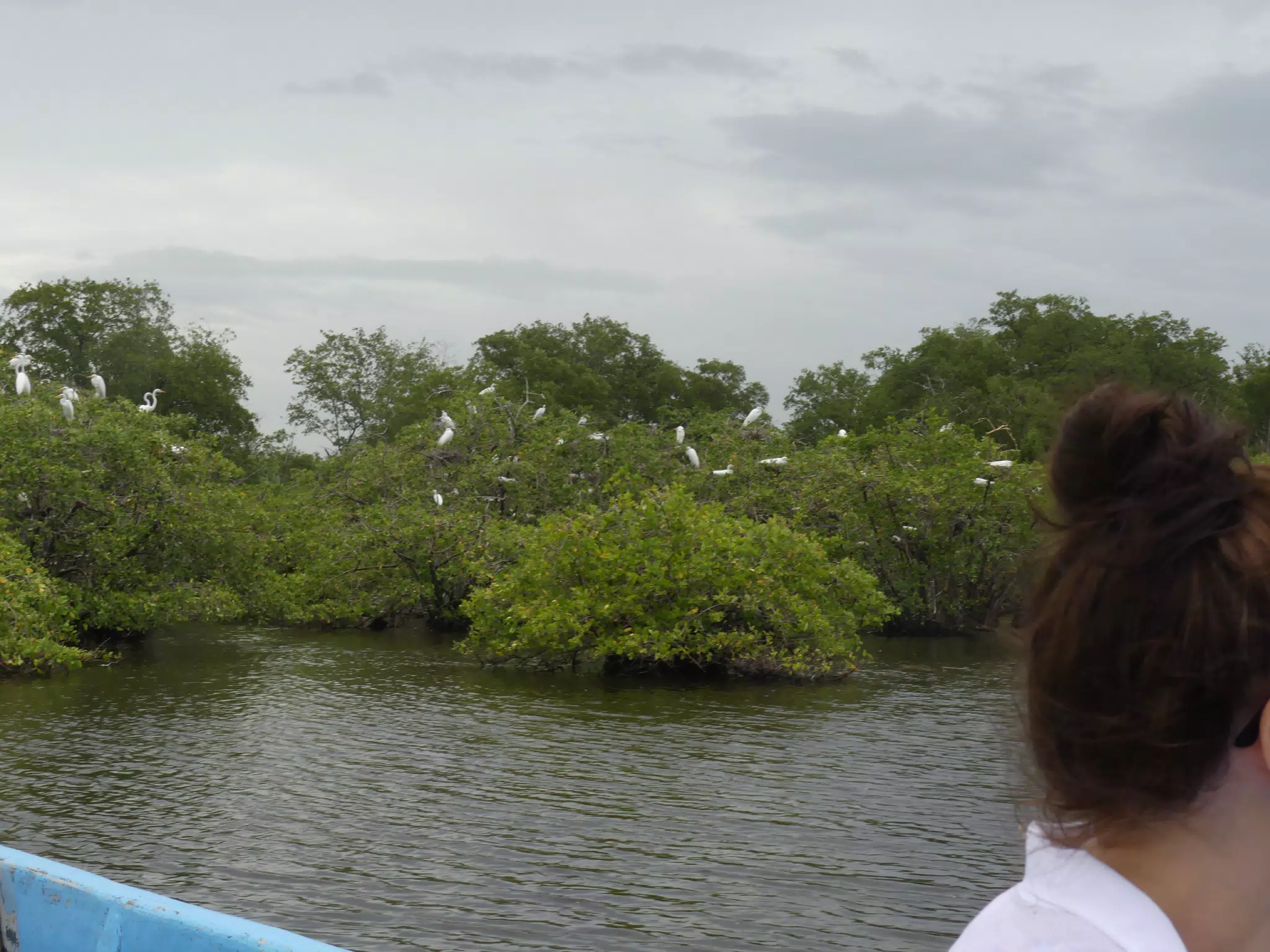 Photographing Egrets at San Juan Venado