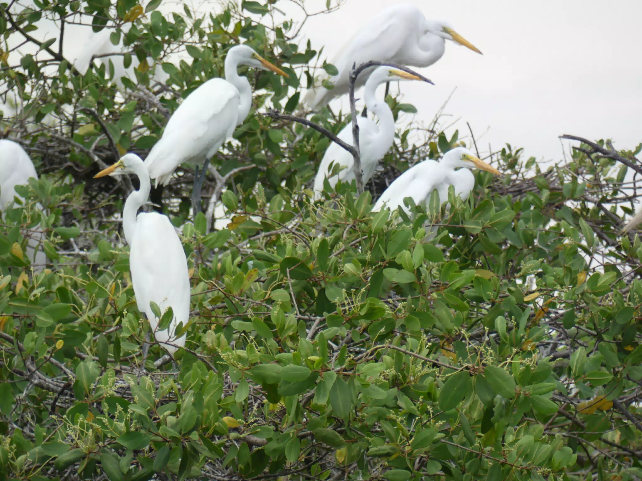 Photographing Egrets at San Juan Venado