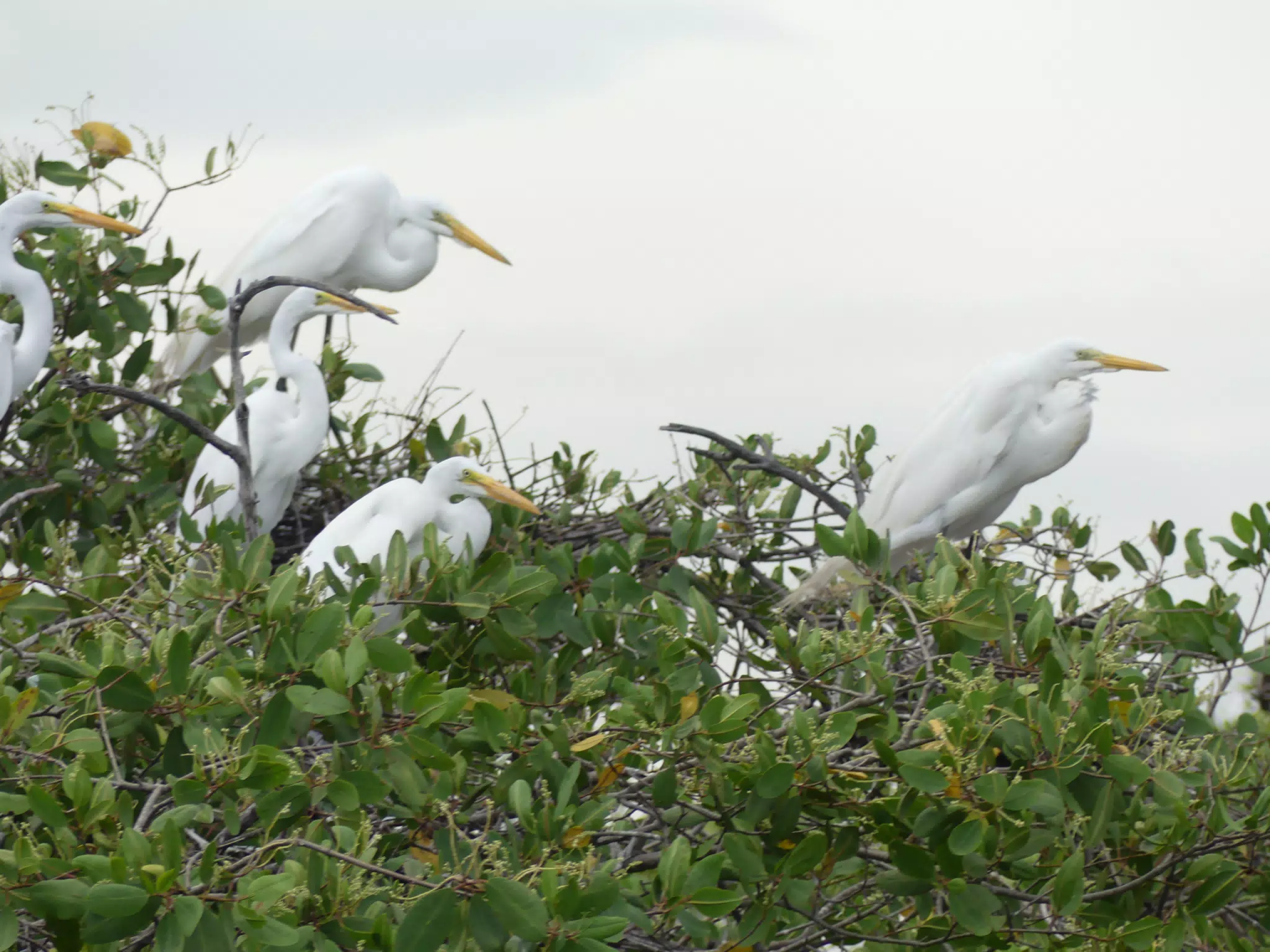 Photographing Egrets at San Juan Venado