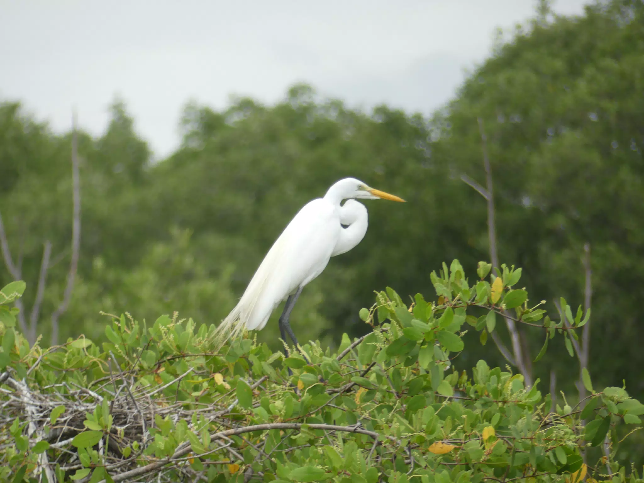 Photographing Egrets at San Juan Venado