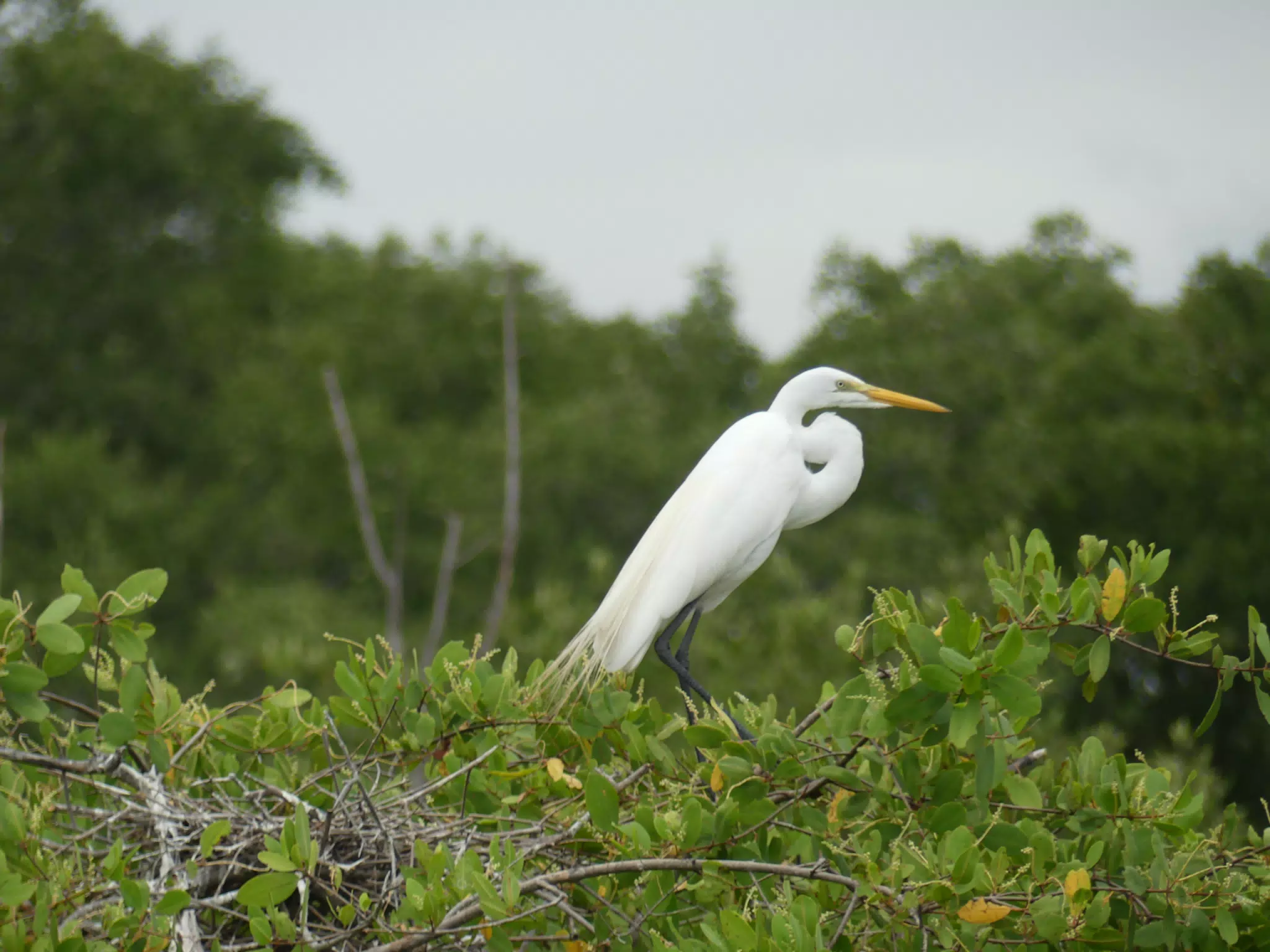 Photographing Egrets at San Juan Venado