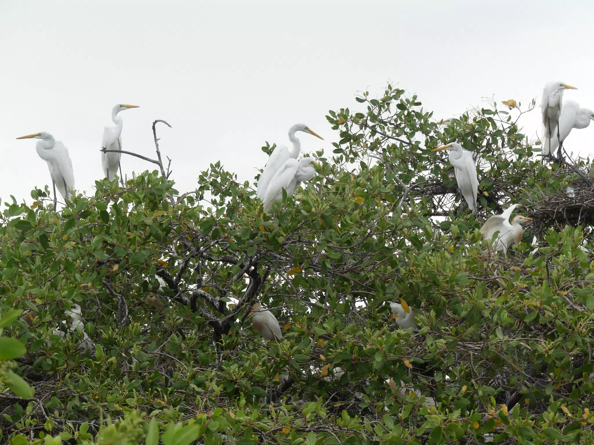 Photographing Egrets at San Juan Venado