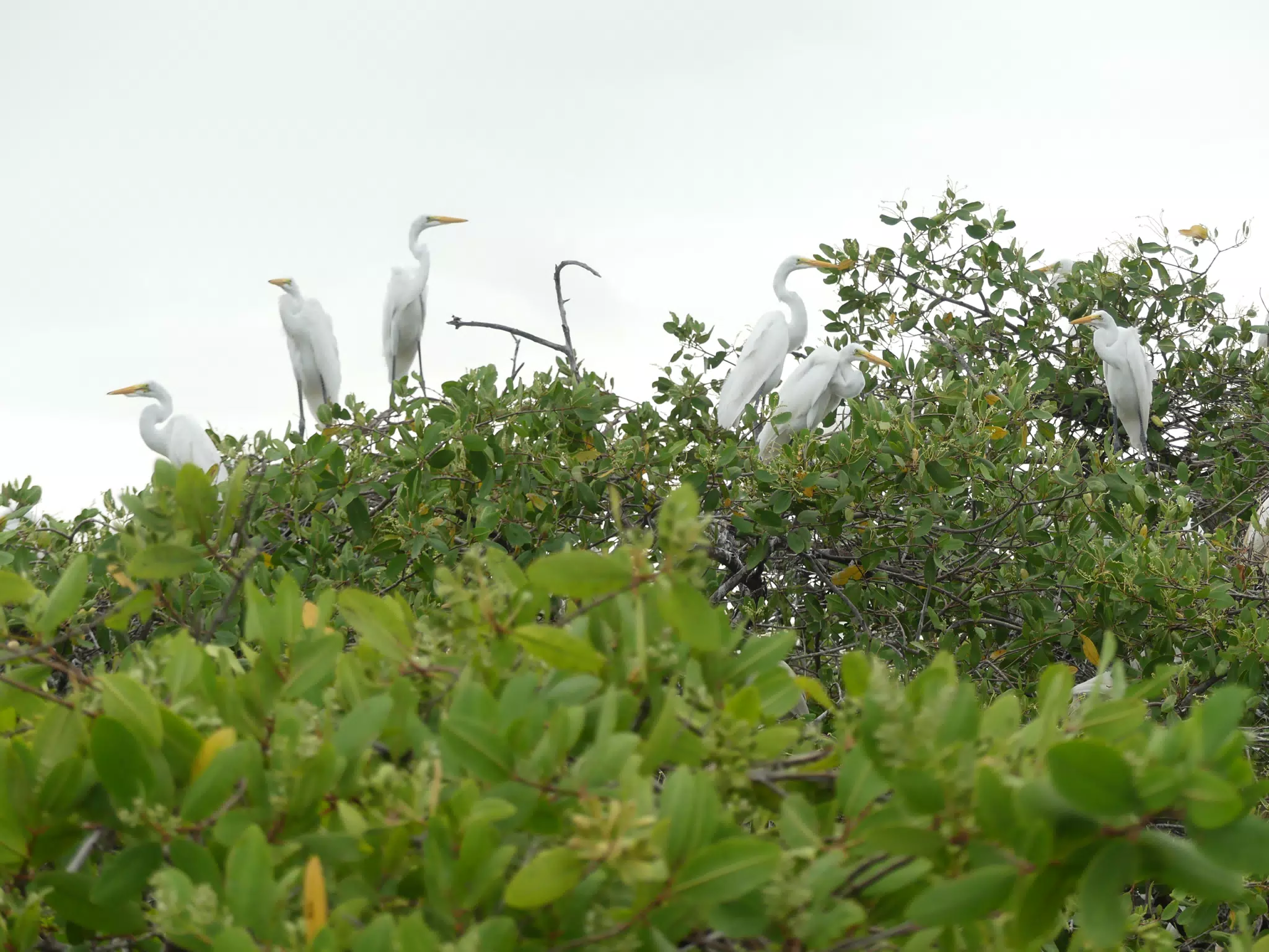 Photographing Egrets at San Juan Venado