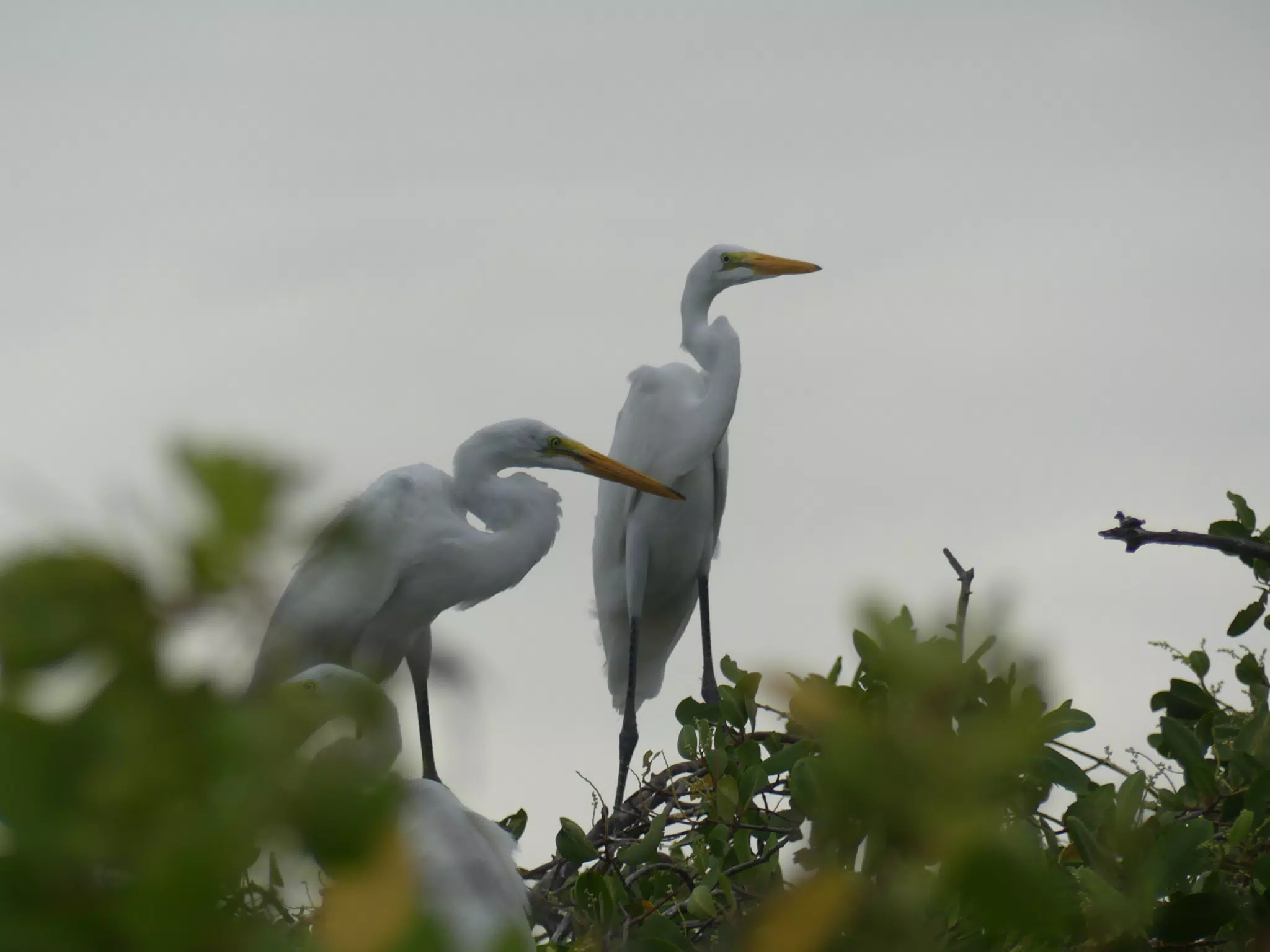 Photographing Egrets at San Juan Venado