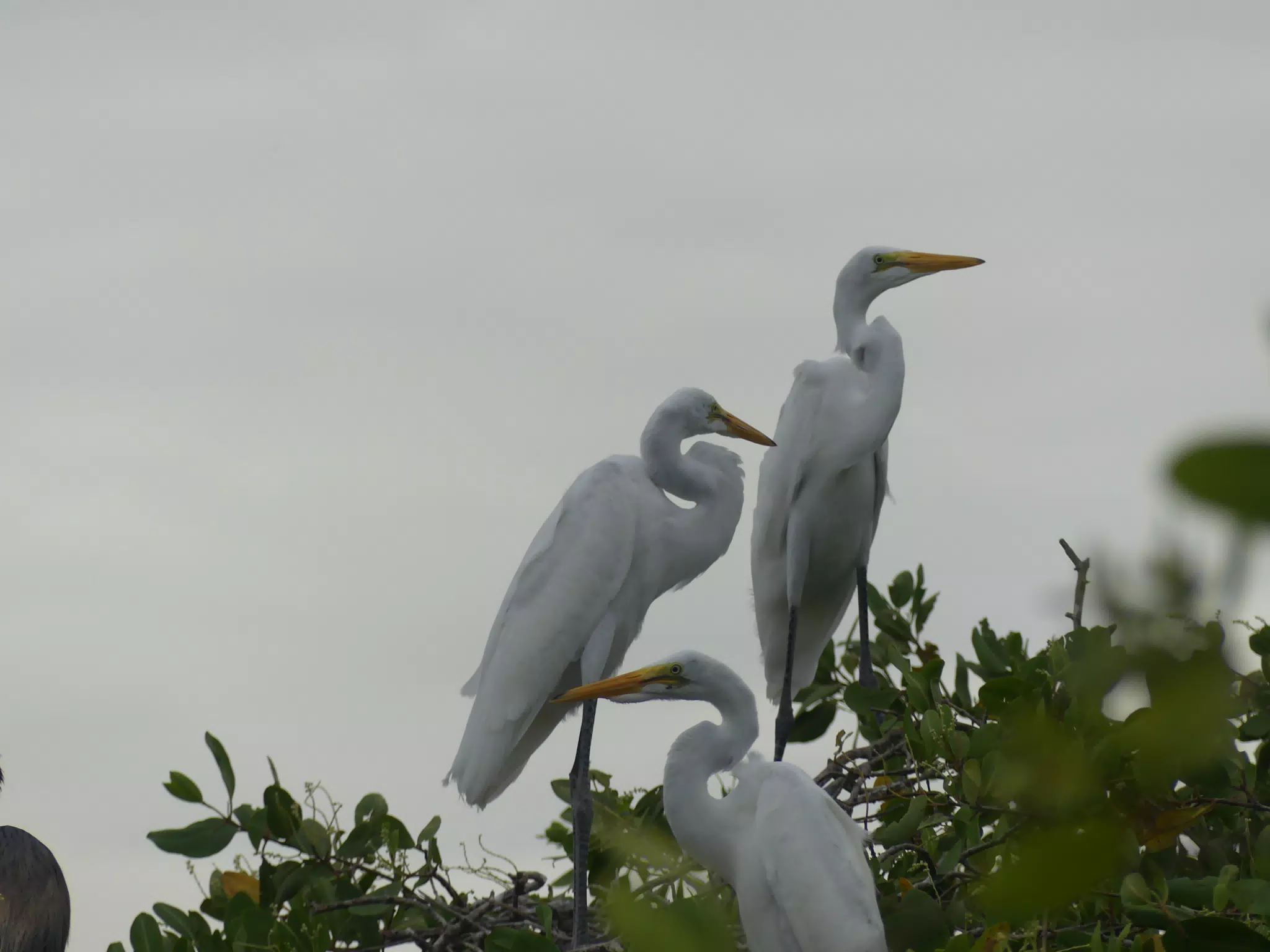 Photographing Egrets at San Juan Venado