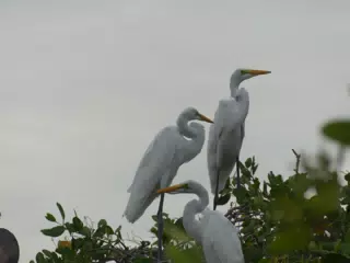 Photographing Egrets at San Juan Venado