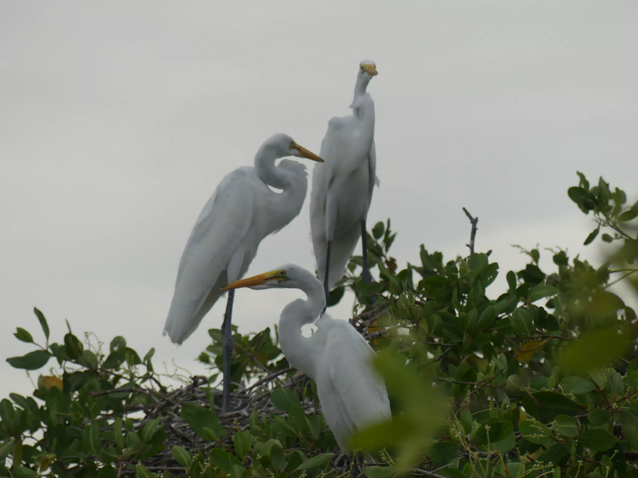Photographing Egrets at San Juan Venado