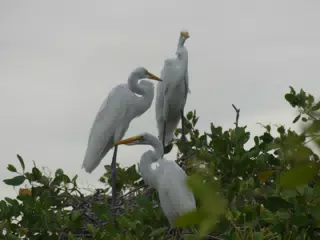 Photographing Egrets at San Juan Venado