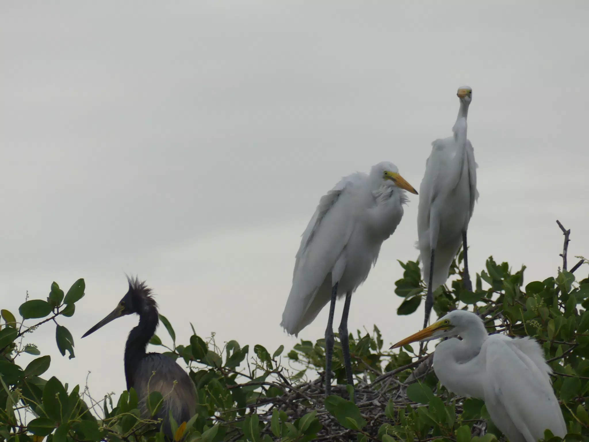 Photographing Egrets at San Juan Venado