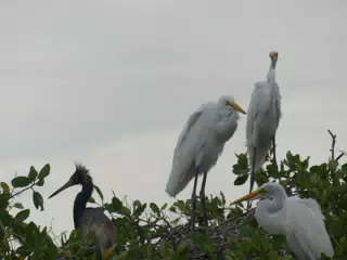 Photographing Egrets at San Juan Venado