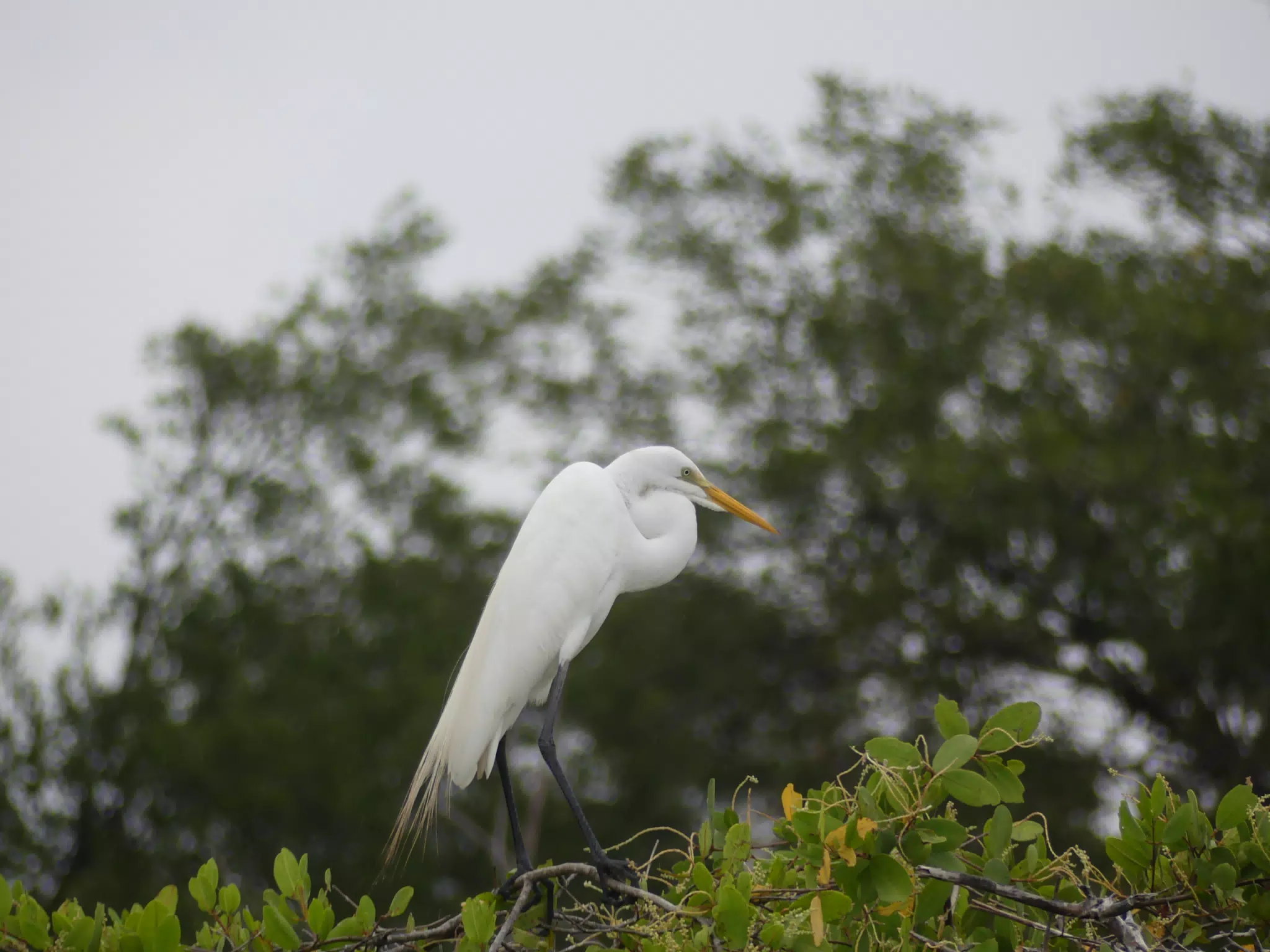Photographing Egrets at San Juan Venado