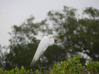 Photographing Egrets at San Juan Venado