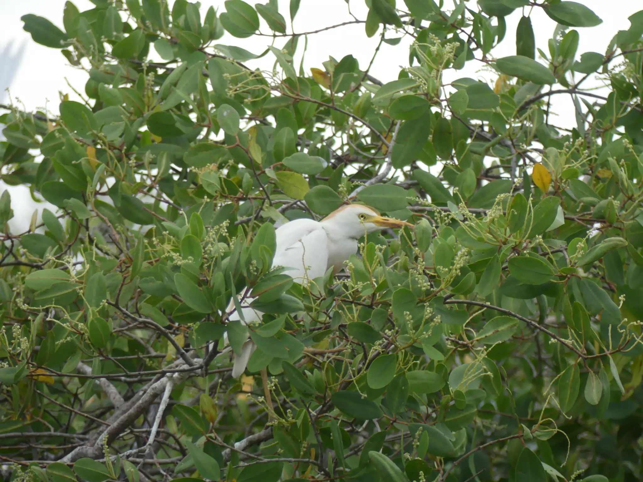 Photographing Egrets at San Juan Venado