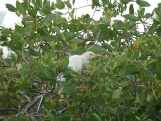 Photographing Egrets at San Juan Venado