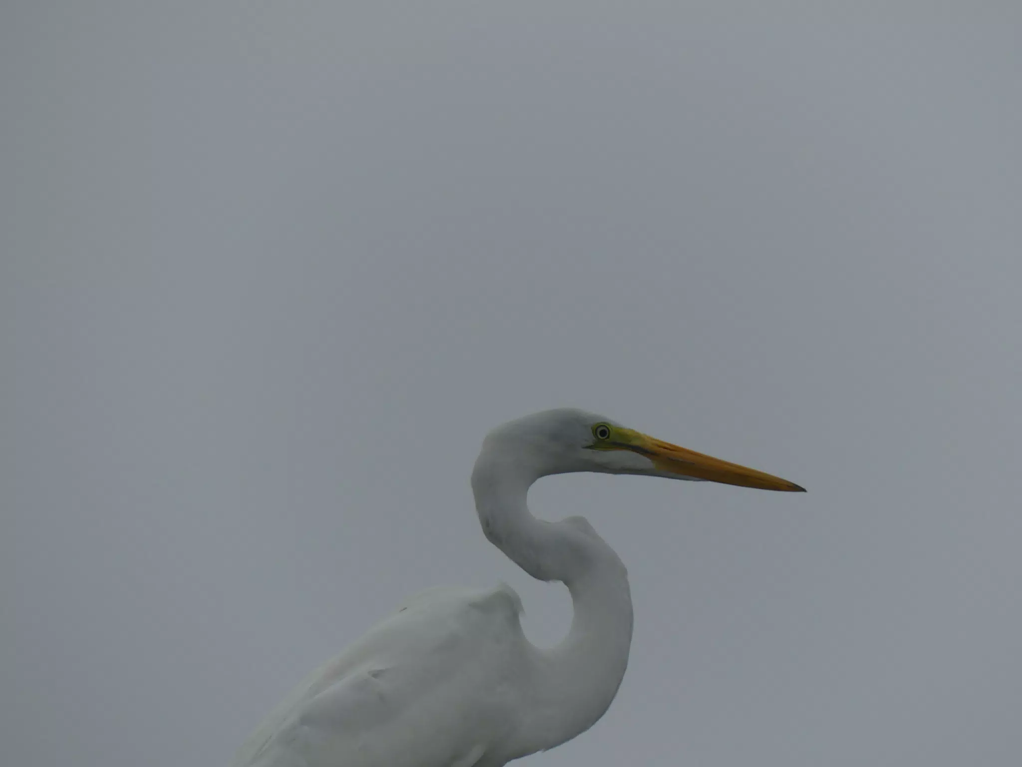 Photographing Egrets at San Juan Venado
