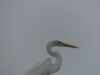 Photographing Egrets at San Juan Venado
