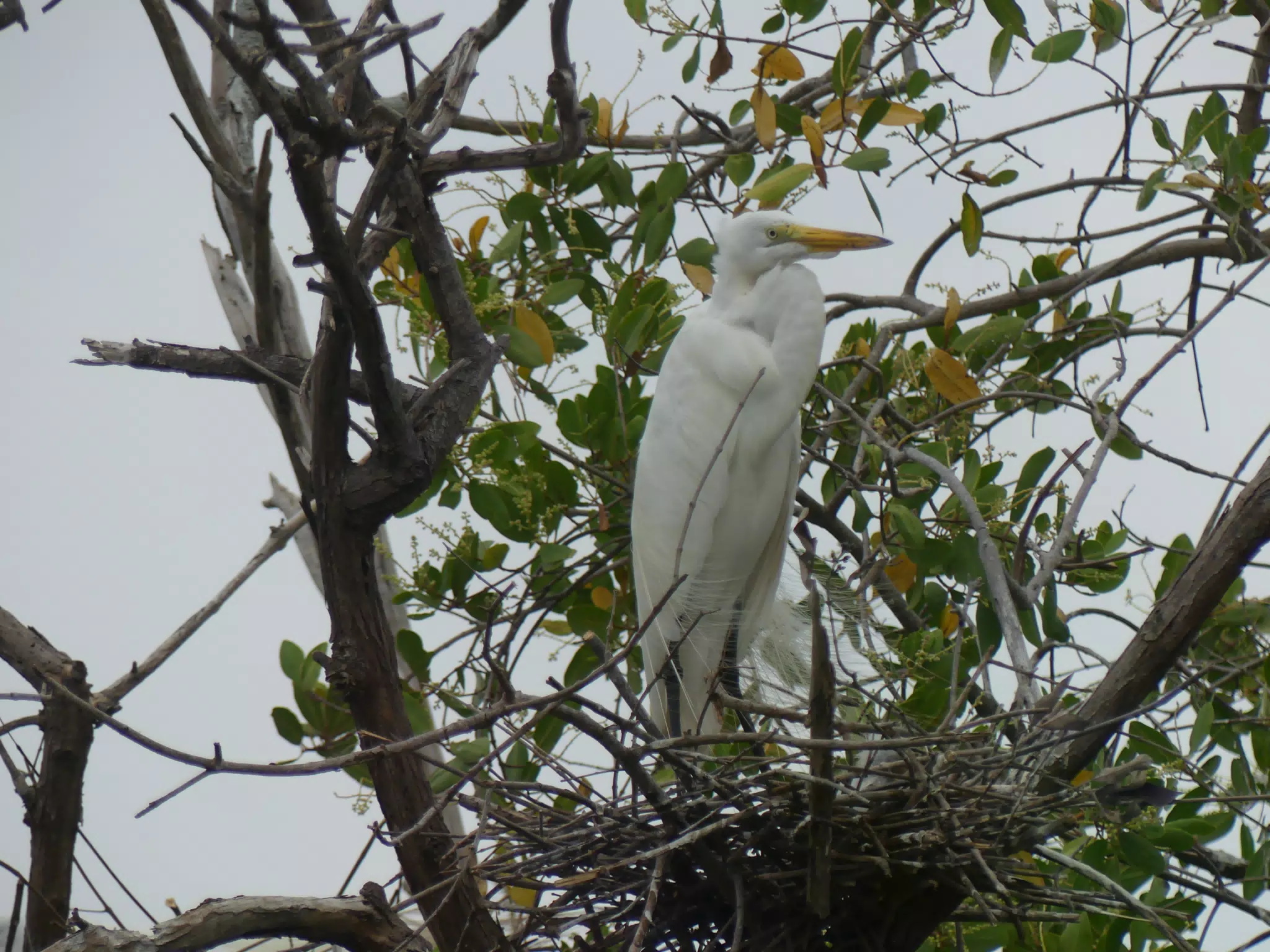 Photographing Egrets at San Juan Venado