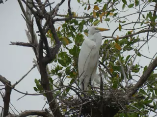 Photographing Egrets at San Juan Venado