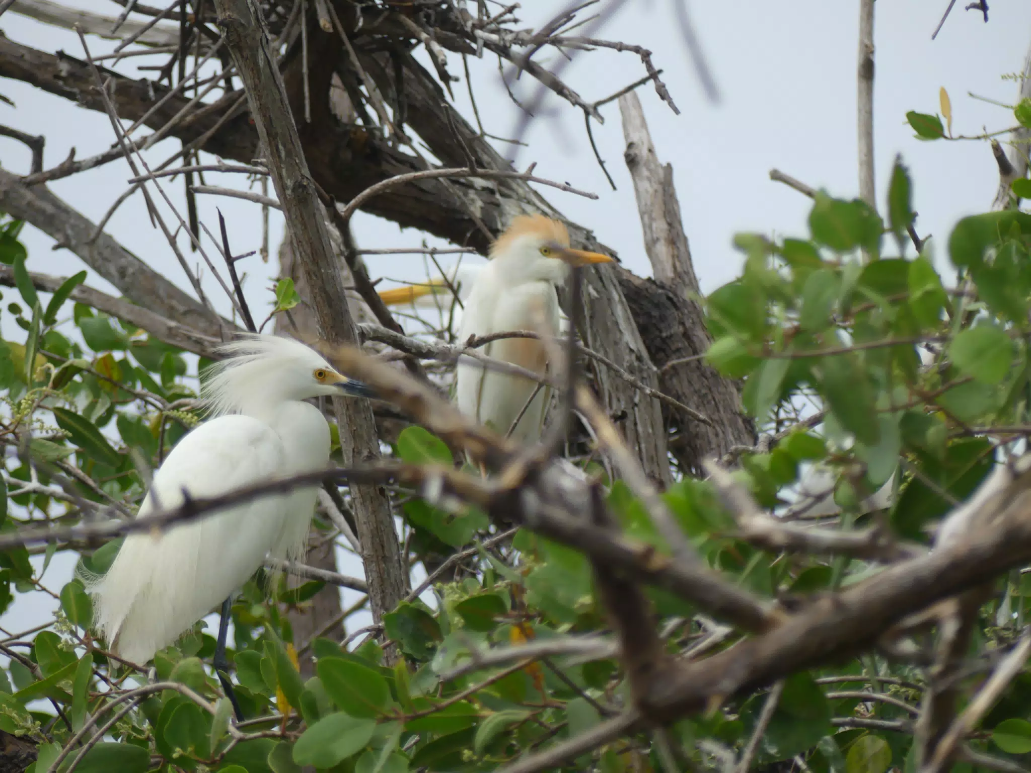 Photographing Egrets at San Juan Venado
