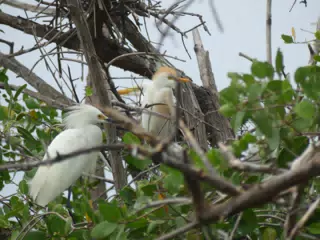 Photographing Egrets at San Juan Venado