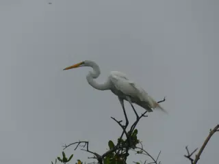 Photographing Egrets at San Juan Venado