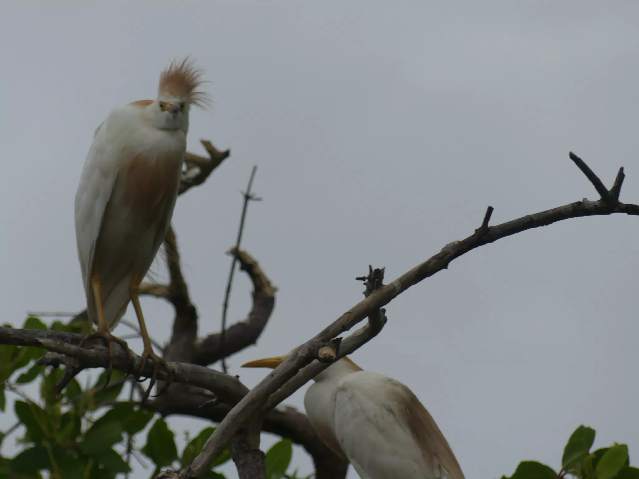 Photographing Egrets at San Juan Venado