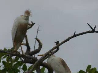 Photographing Egrets at San Juan Venado