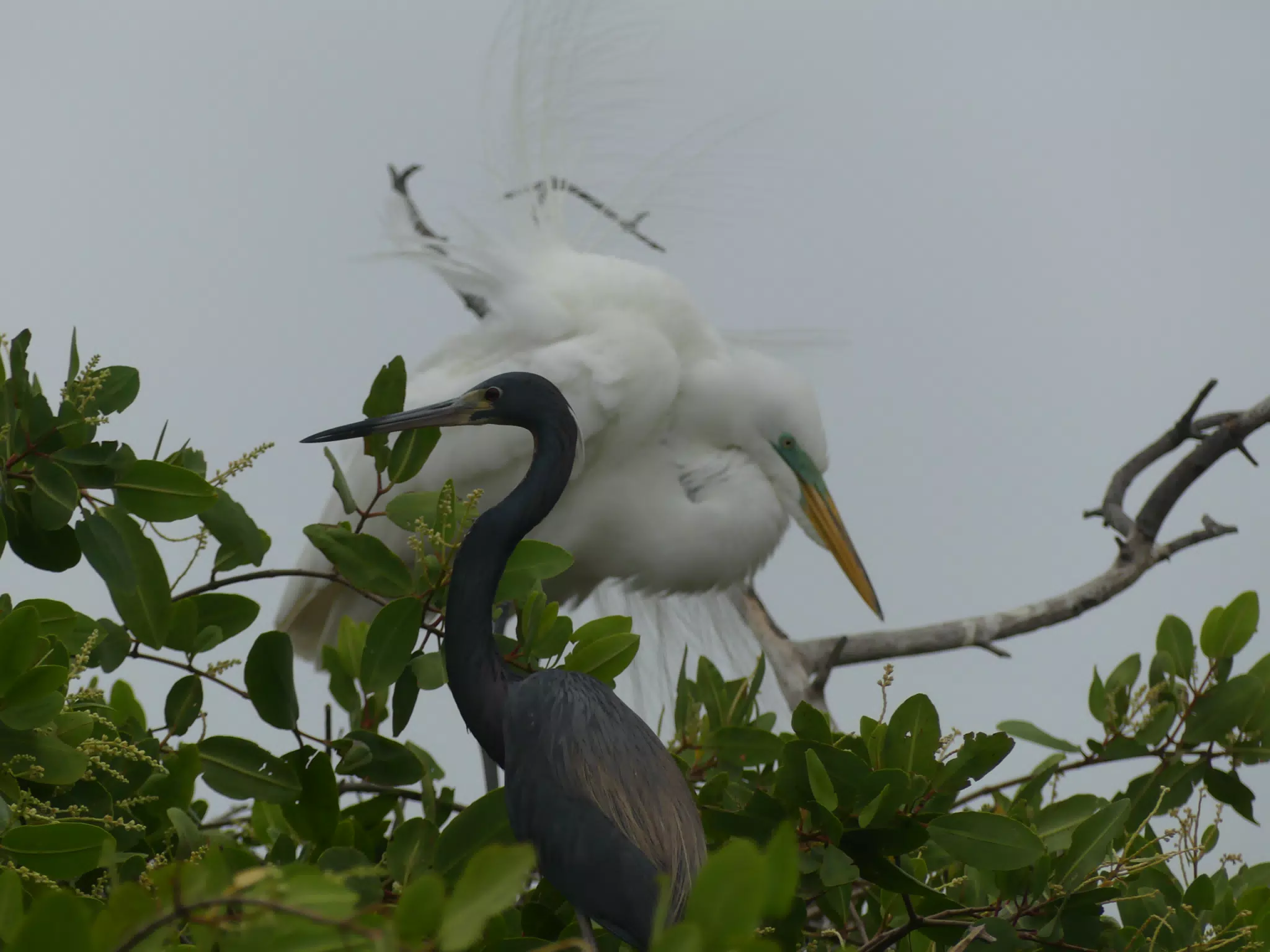 Photographing Egrets at San Juan Venado
