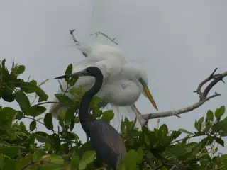 Photographing Egrets at San Juan Venado