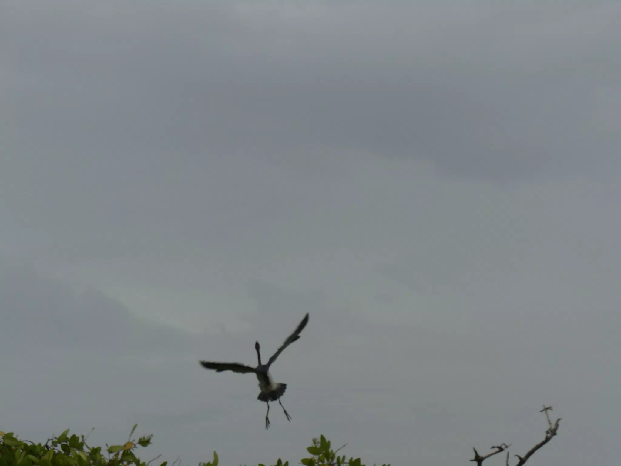 Photographing Egrets at San Juan Venado