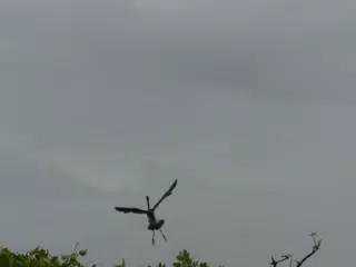 Photographing Egrets at San Juan Venado