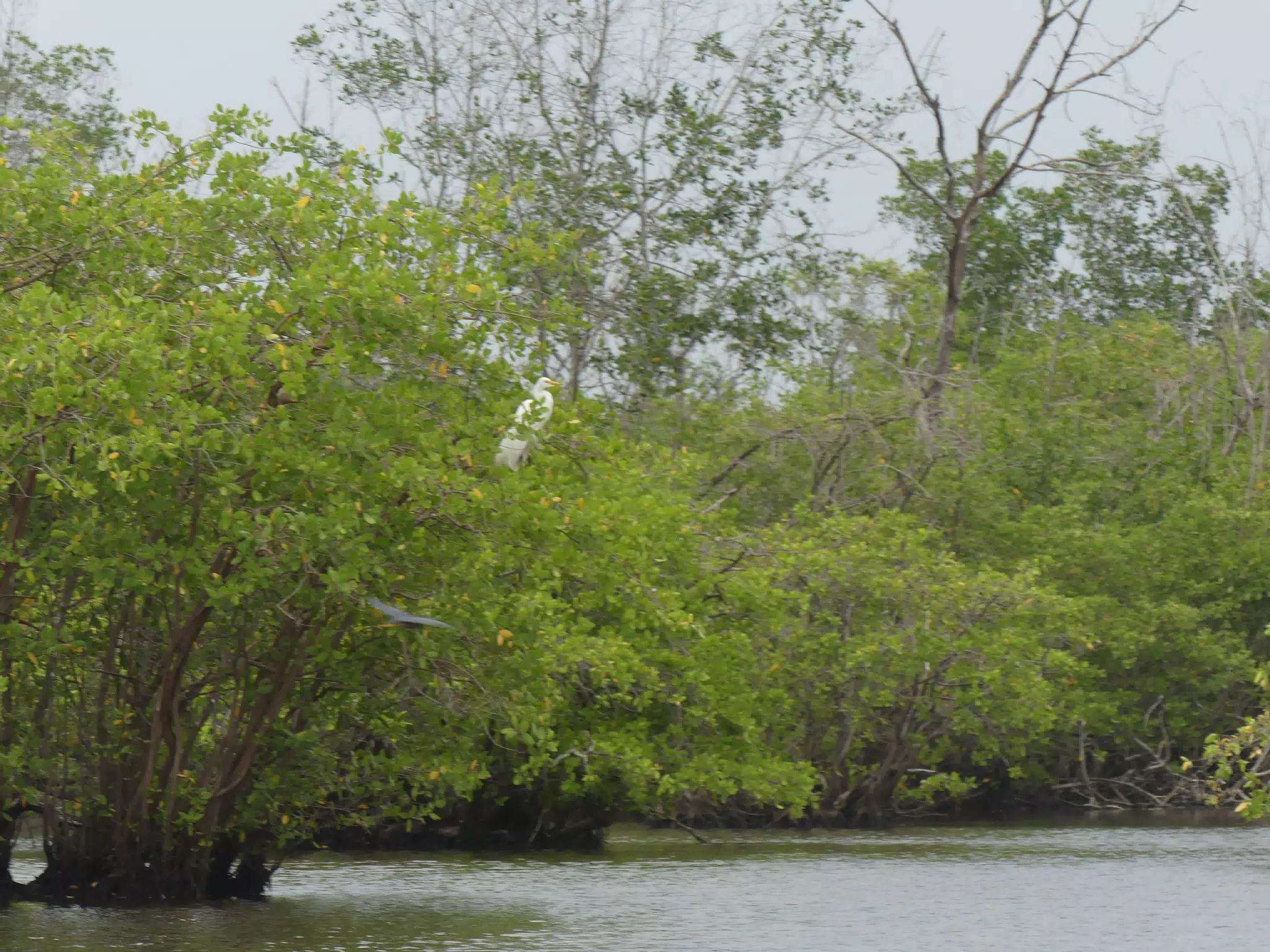 Egrets on San Juan Venado Estuary