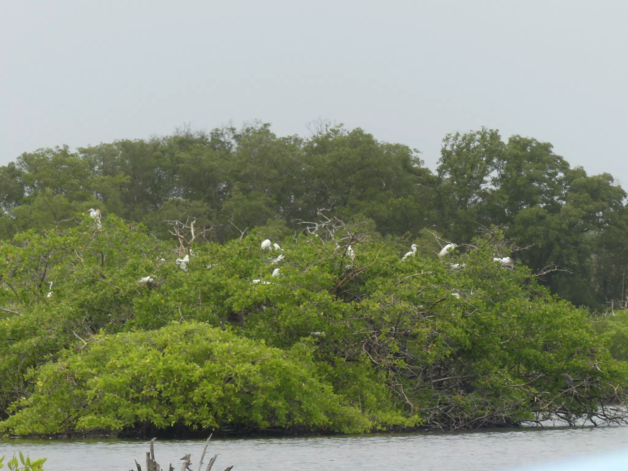 Egrets on San Juan Venado Estuary