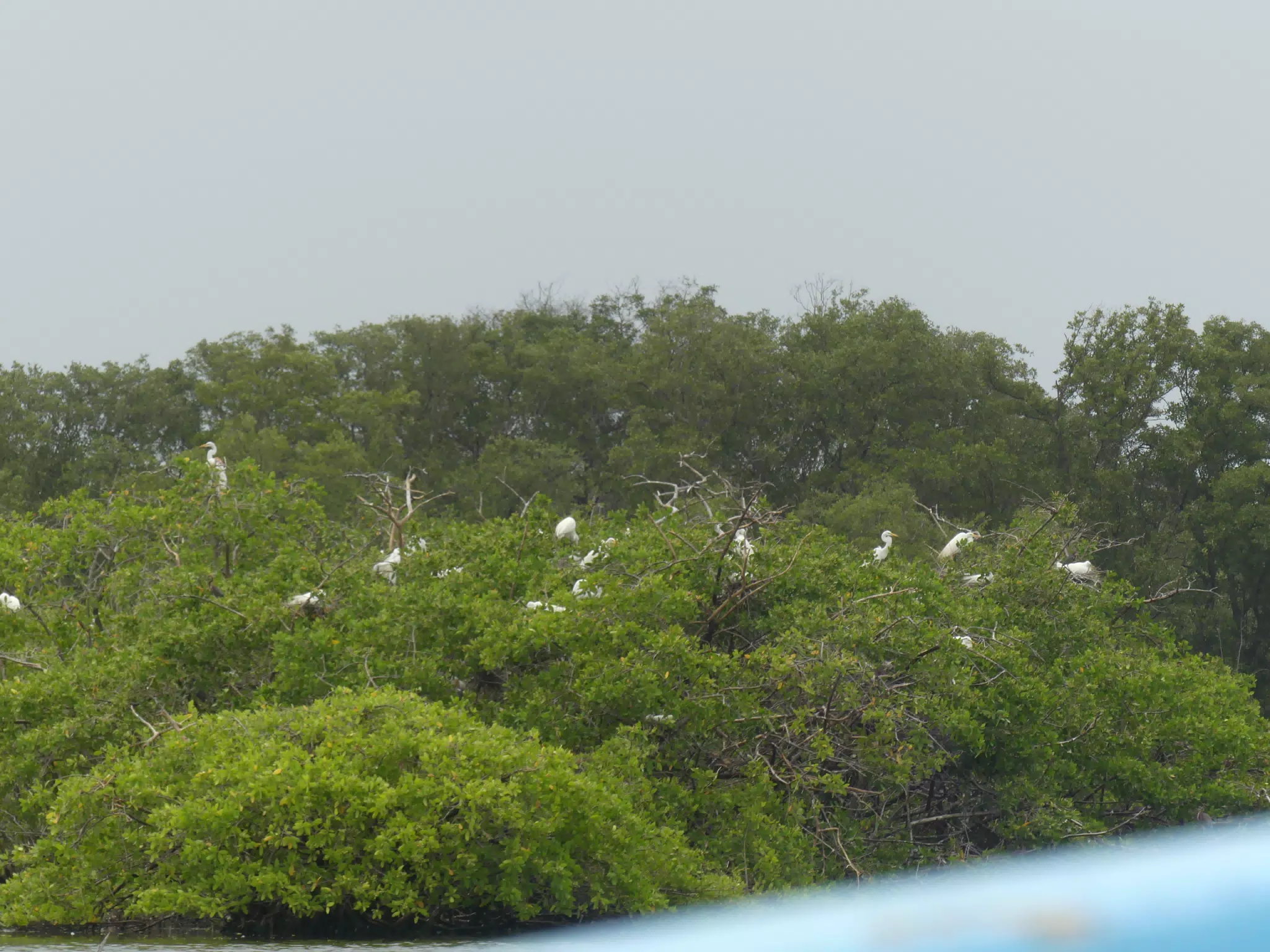 Egrets on San Juan Venado Estuary