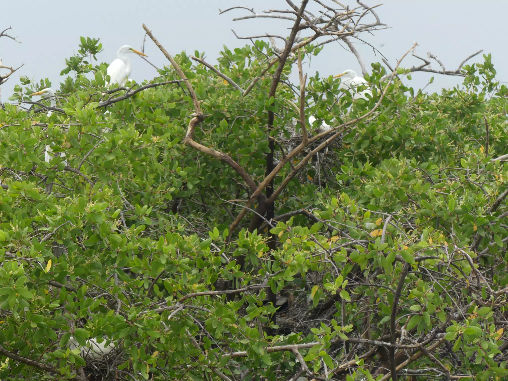 Egrets on San Juan Venado Estuary