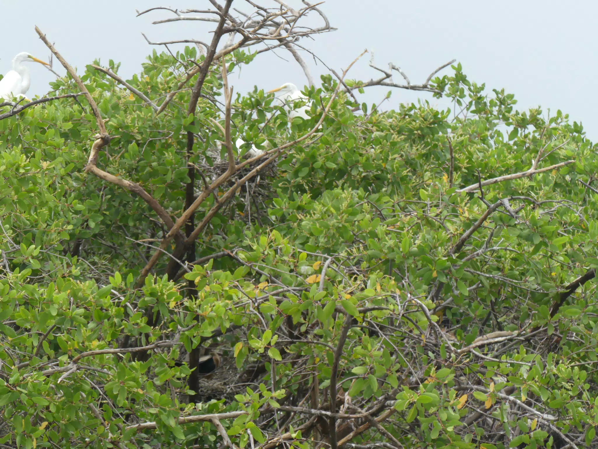 Egrets on San Juan Venado Estuary