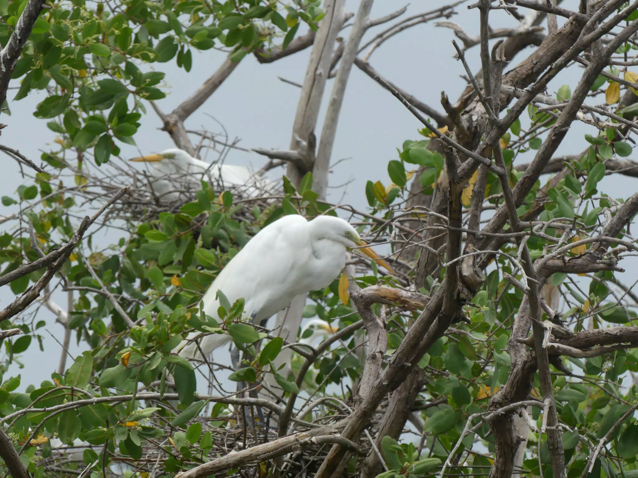 Egrets on San Juan Venado Estuary